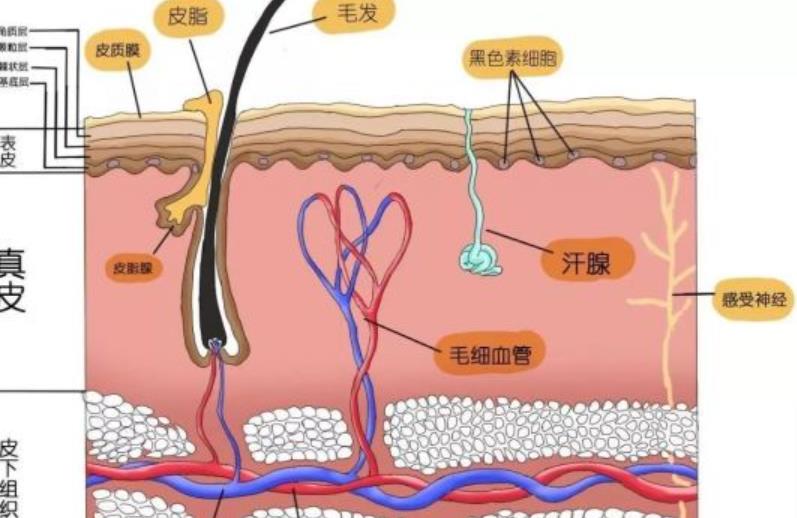 疤痕h04.jpg 疤痕h04.jpg